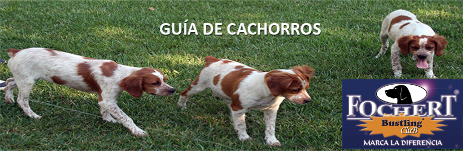 GUIA-DE-CACHORROS2